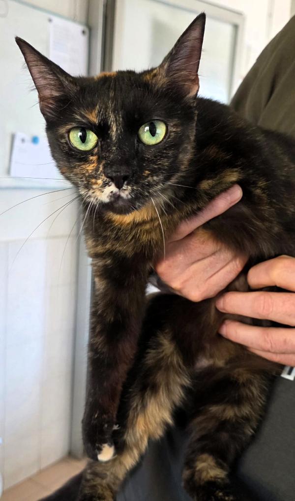 Astrid Gattina Squama Tartaruga